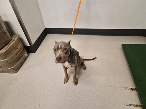 Photo of Frappe, adoptable Pit Bull Terrier in Corona, California