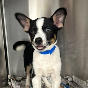 Photo of Happy, adoptable Mixed Breed (Medium)
