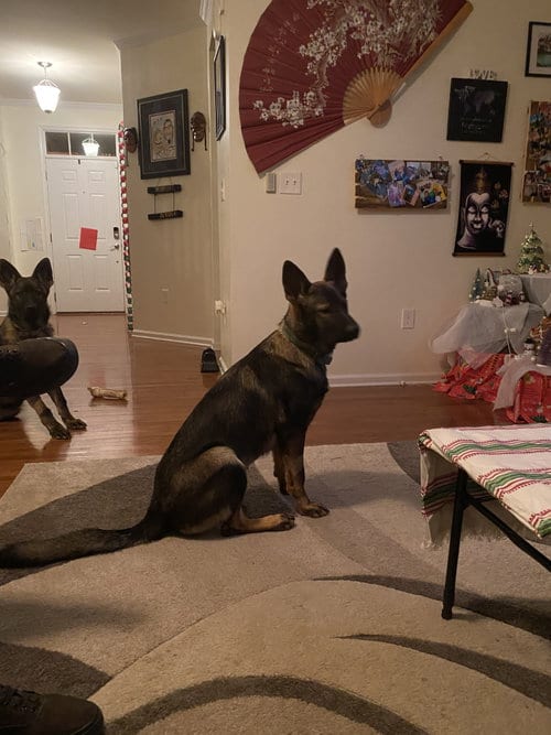 Photo of Kora (CL), adoptable German Shepherd Dog in Durham, North Carolina