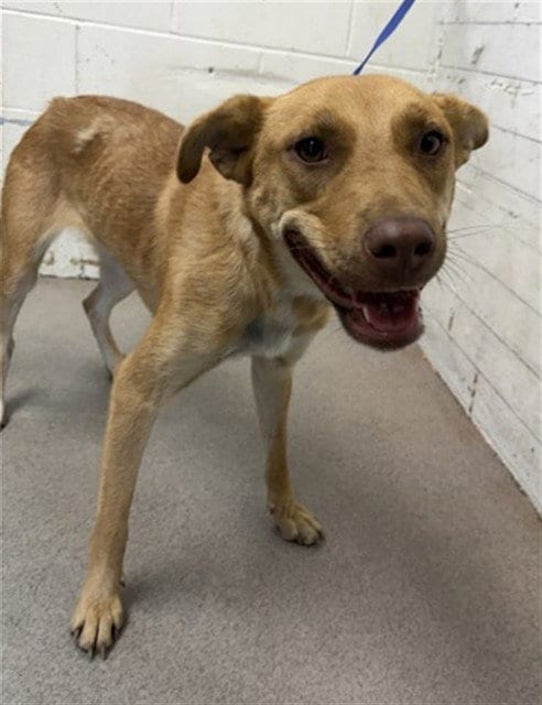 Photo of Hazel, adoptable German Shepherd Dog in San Bernardino, California