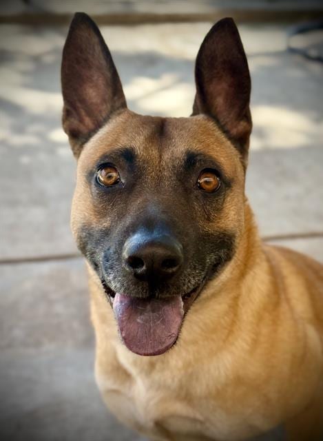 Photo of Hendrick, adoptable Belgian Shepherd Malinois in Lodi, California