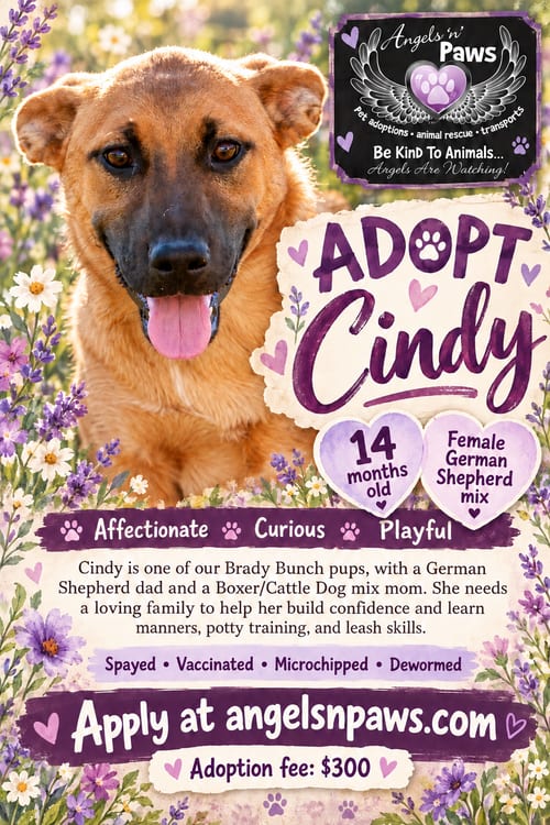 Photo of Cindy, adoptable German Shepherd Dog in Alta Loma, California