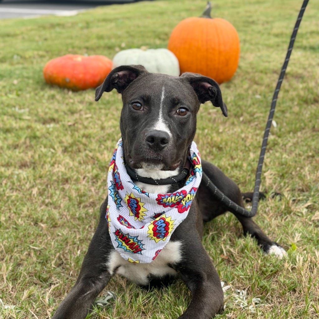 Photo of Guardian, adoptable Hound in Hartsville, South Carolina
