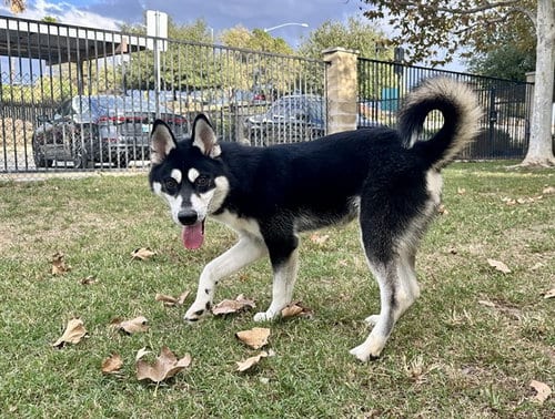 Photo of Alvin, adoptable Siberian Husky in Riverside, California