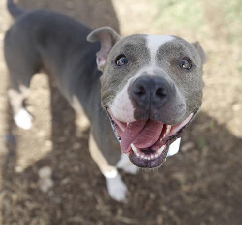 Photo of Stella, adoptable American Staffordshire Terrier in San Antonio, Texas