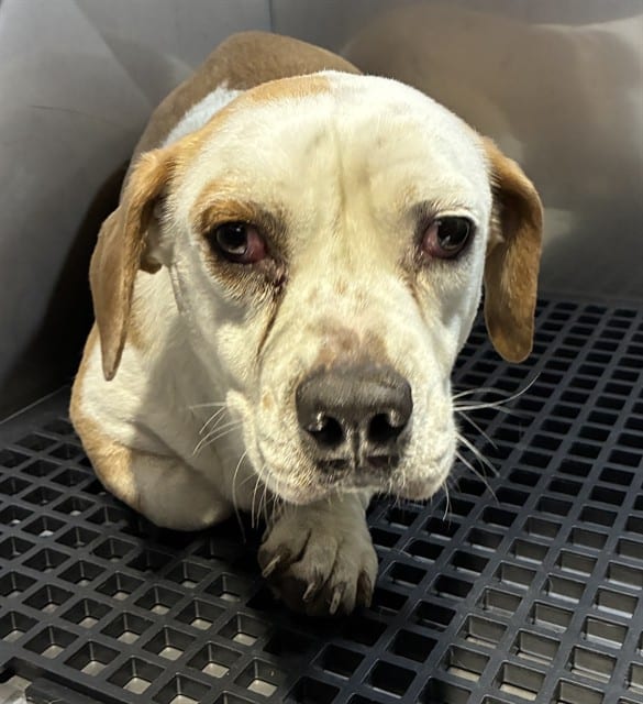 Photo of Tory, adoptable Mixed Breed