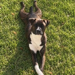 Photo of Mia 4760, adoptable Mixed Breed (Medium) in Loxahatchee, Florida