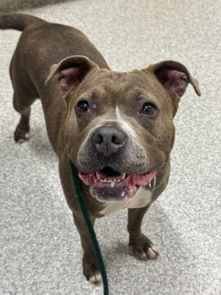 Photo of Tutu, adoptable dog in Baltimore, Maryland