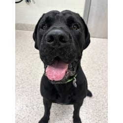 Photo of Mr. Bugz, adoptable Cane Corso in Brighton, Colorado
