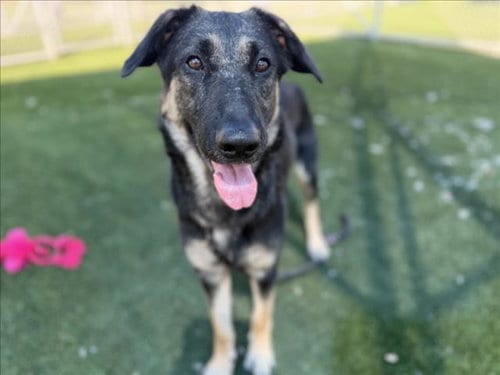 Photo of Bunny, adoptable German Shepherd Dog in Los Angeles, California