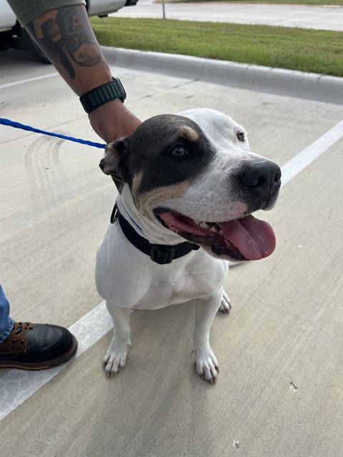 Photo of Roselia, adoptable Pit Bull Terrier in Killeen, Texas