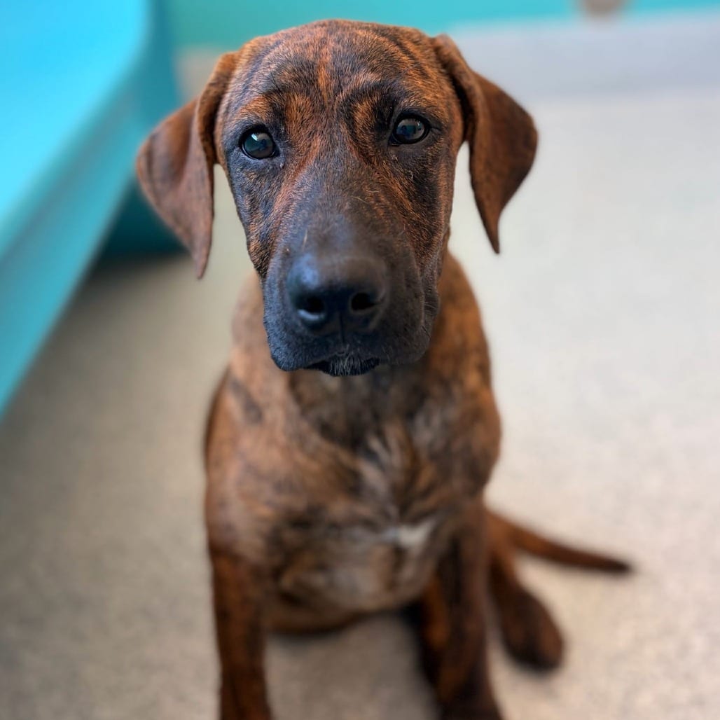 Photo of Denise, adoptable Mastiff / Mixed Breed (Large) in Spartanburg, South Carolina