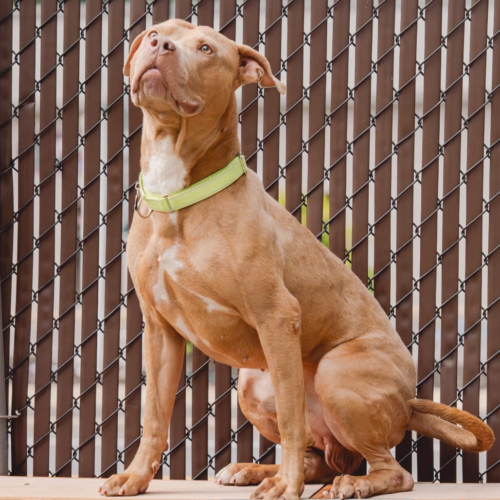 Photo of Banana, adoptable Mixed Breed (Large) / Mixed Breed (Large) in Patchogue, New York