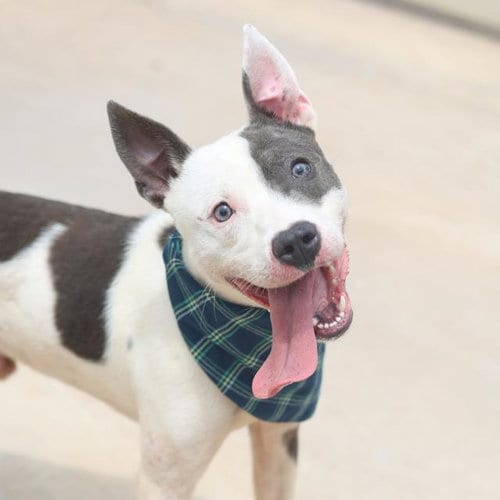 Photo of Jace, adoptable American Staffordshire Terrier in San Antonio, Texas