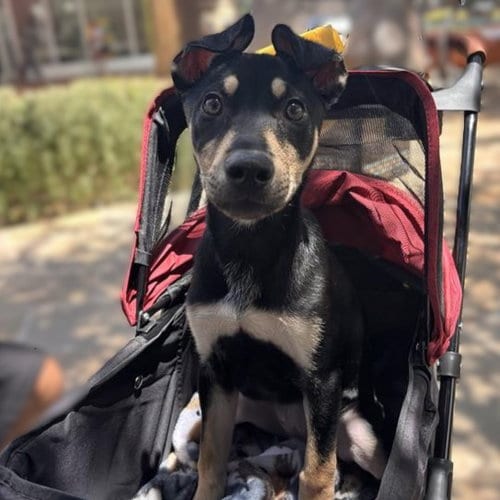 Photo of Aria, adoptable Labrador Retriever in San Antonio, Texas
