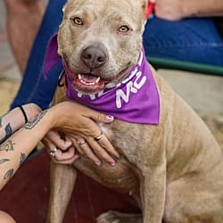 Photo of Vela, adoptable Boxer Mixed Breed (Medium) in Washington, District of Columbia