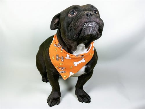 Photo of Seux, adoptable French Bulldog in Ft Lauderdale, Florida