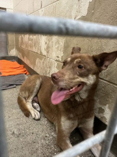 Photo of Roxy, adoptable German Shepherd Dog in Los Angeles, California