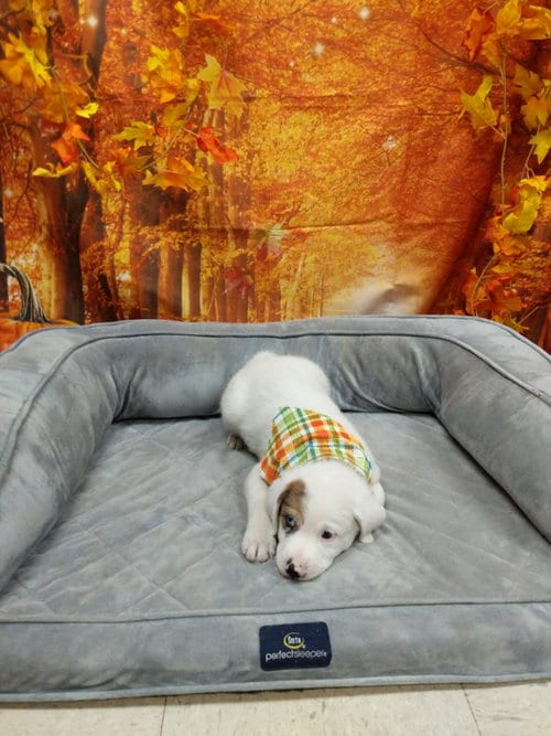 Photo of B-Dawg, adoptable Shepherd in Bryant, Arkansas