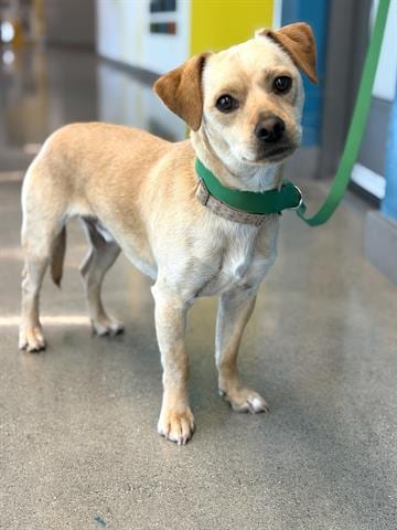 Photo of Bandit, adoptable Terrier in San Martin, California