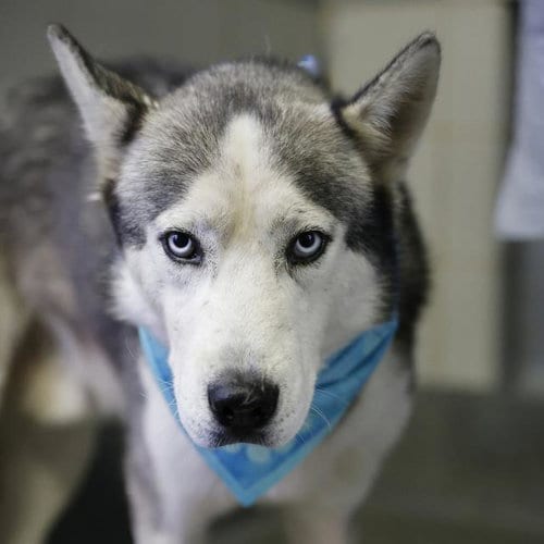 Photo of Wombat, adoptable Husky in San Antonio, Texas