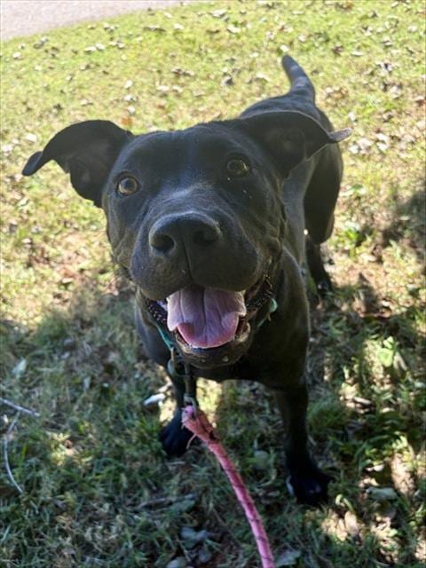 Photo of Harold, adoptable Pit Bull Terrier in Statesville, North Carolina