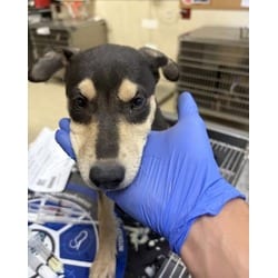 Photo of Gladis, adoptable Shepherd (Unknown Type) in Jurupa Valley, California