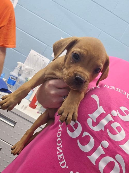 Photo of Inez, adoptable Pit Bull Terrier in Evansville, Indiana