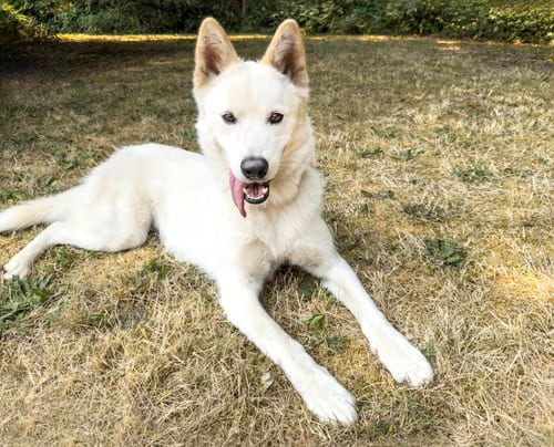 Photo of Xarpo, adoptable Husky in Bellevue, Washington