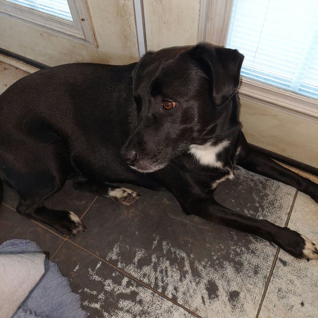 Photo of Lulu, adoptable Retriever, Labrador in Jacksonville, North Carolina