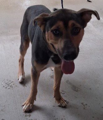 Photo of Rufus, adoptable German Shepherd Dog in Killeen, Texas