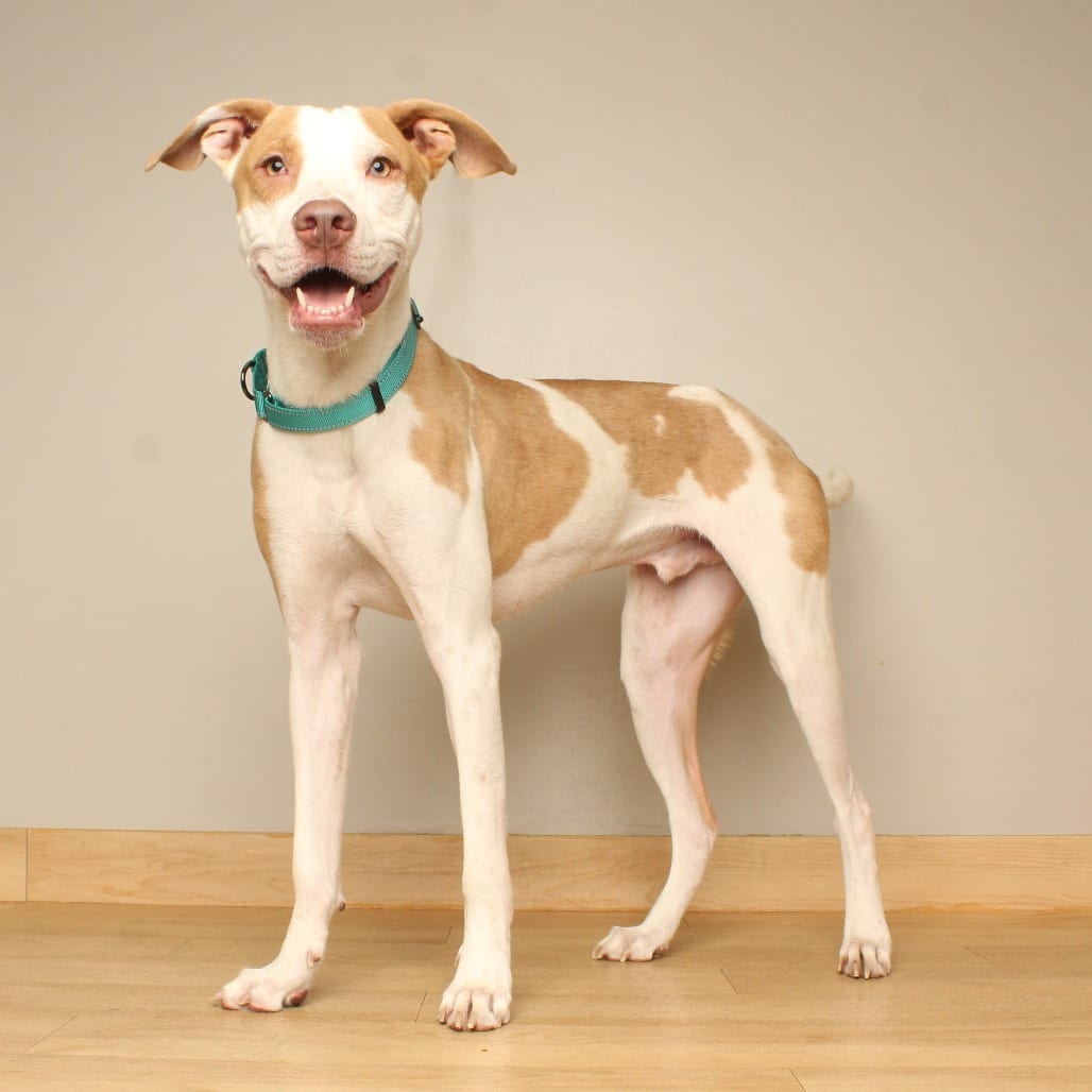 Photo of Duke Yardstick D70915, adoptable Hound / Mixed Breed (Large) in Minnesota, Minnesota