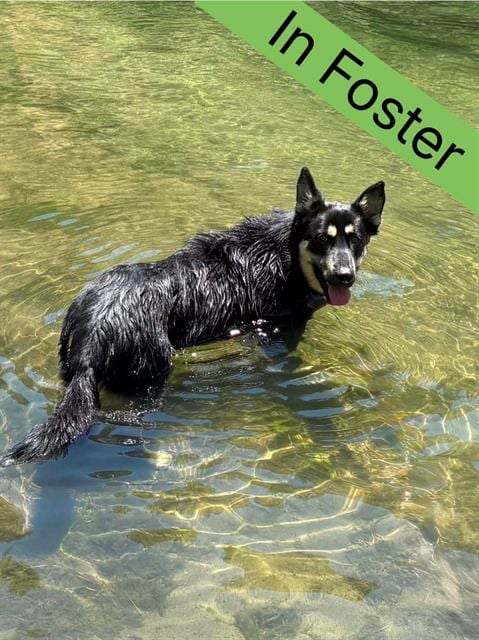 Photo of Barney, adoptable German Shepherd Dog in Fairfield, California