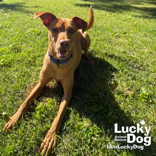Photo of Novak, adoptable Retriever in Washington, District of Columbia