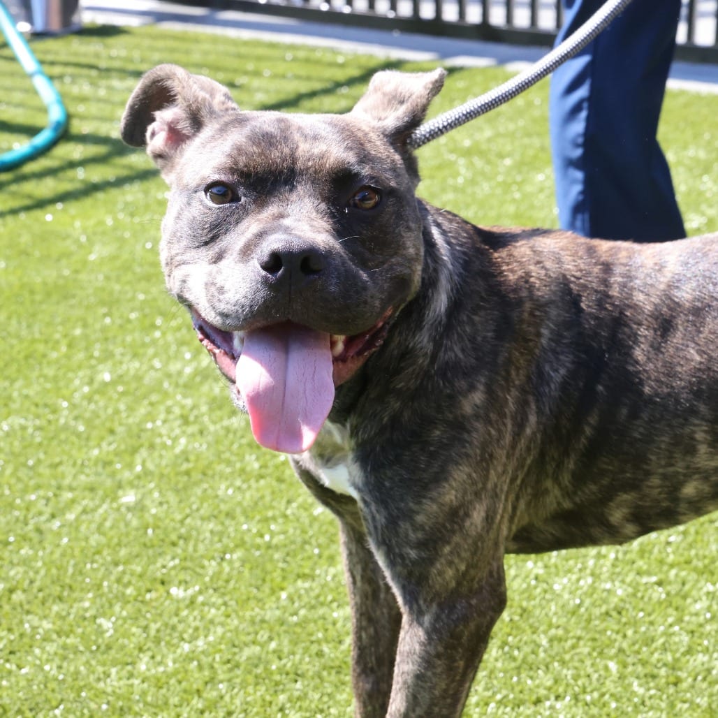 Photo of Letty, adoptable Terrier, American Pit Bull in Spartanburg, South Carolina