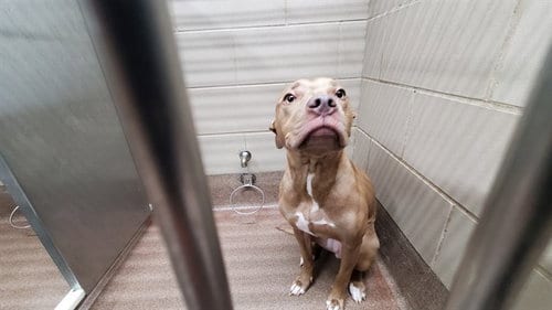Photo of Harmony Bear, adoptable American Pit Bull Terrier in Aurora, Illinois