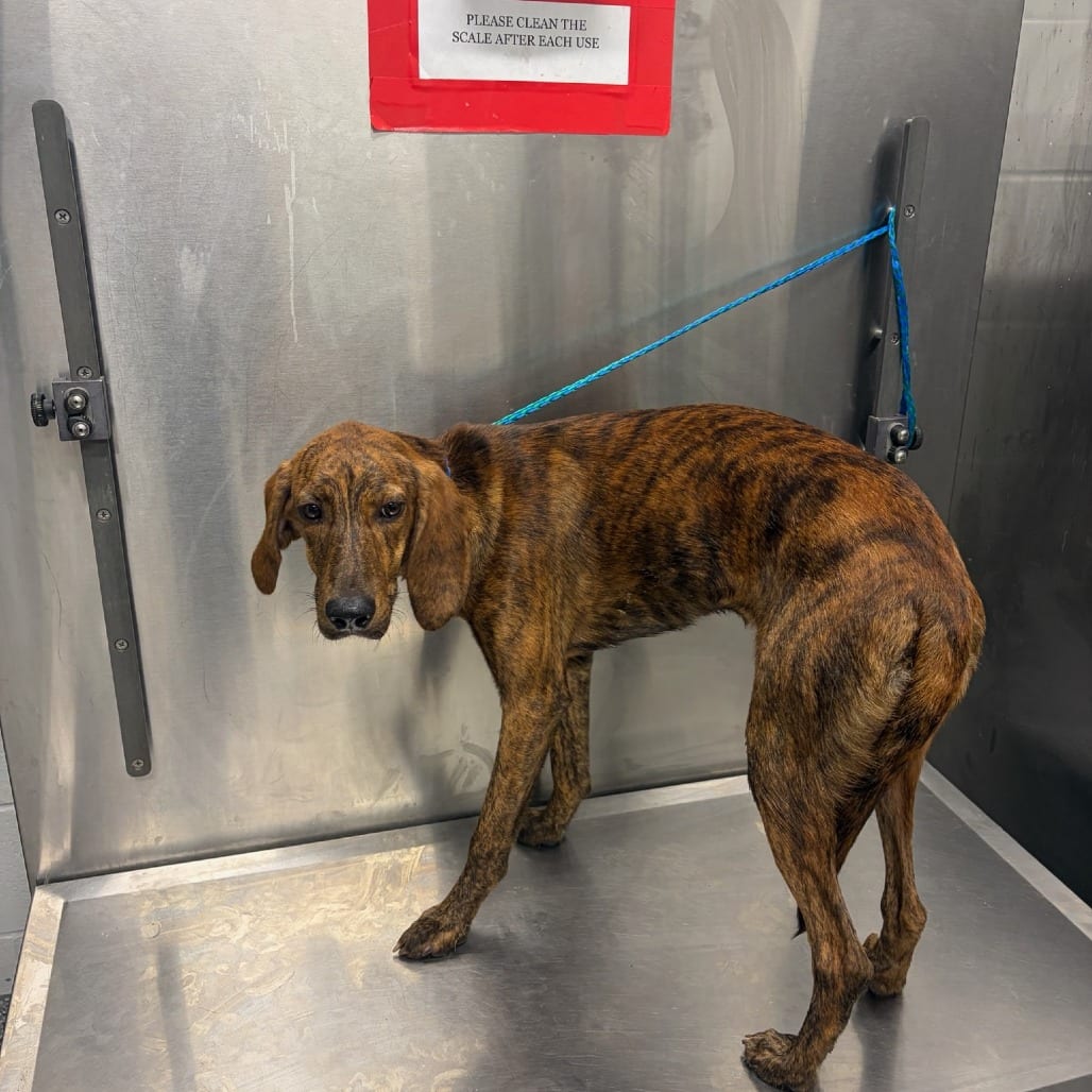 Photo of Preston, adoptable Hound in Jacksonville, North Carolina