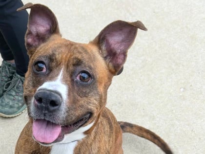 Photo of Mist, adoptable dog in Georgetown, Texas