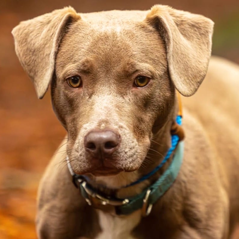 Photo of Milo, adoptable Mixed Breed (Medium) in Decatur, Georgia