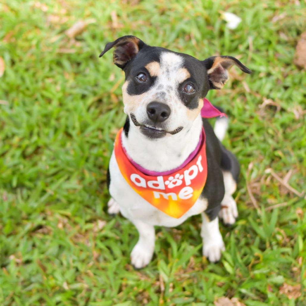 Photo of Dodger, adoptable Mixed Breed (Small) / Mixed Breed (Medium)
