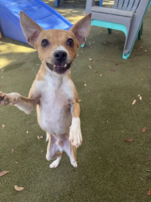 Photo of Walker, adoptable Rat Terrier in Orlando, Florida