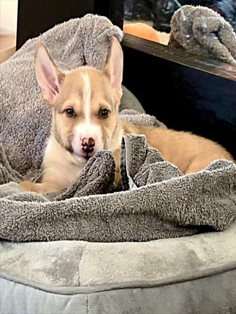 Photo of A737237, adoptable Pit Bull Terrier in Sacramento, California