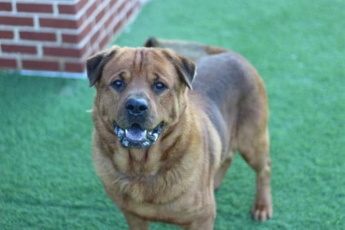 Photo of Oso, adoptable Chow Chow in Grand Prairie, Texas