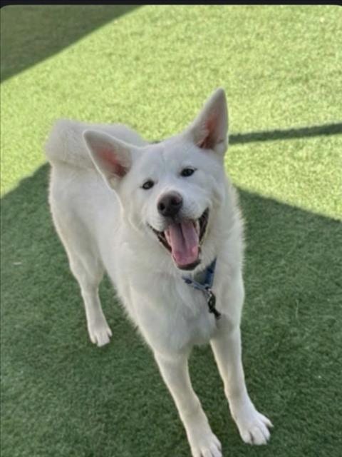 Photo of Elsa, adoptable Jindo (Korean) in San Pedro, California