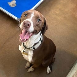 Photo of Rosco, adoptable Beagle Boxer in Stephenville, Texas