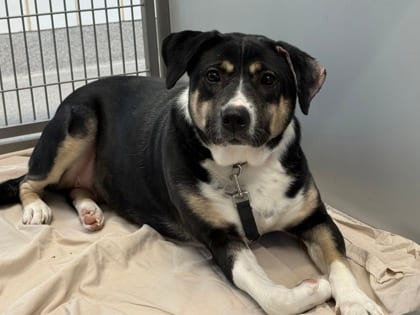 Photo of Zen, adoptable dog in Georgetown, Texas