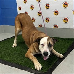 Photo of Bernard, adoptable Mixed Breed (Medium) in Land O'Lakes, Florida
