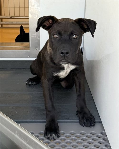 Photo of Brisket, adoptable Pit Bull Terrier in San Bernardino, California