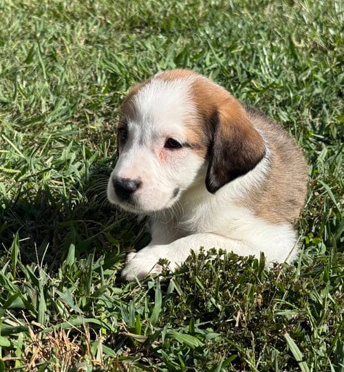 Photo of Ash - Halloween Litter, adoptable Anatolian Shepherd in Holly Springs, North Carolina