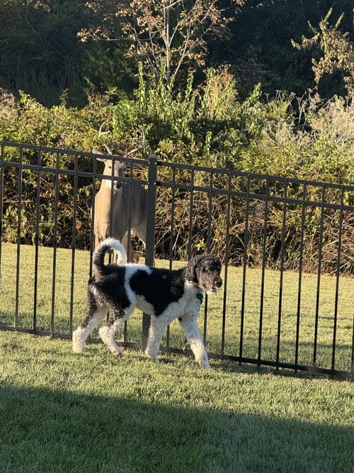 Photo of Oreo (m), adoptable Poodle (Standard) in Nashville, Tennessee